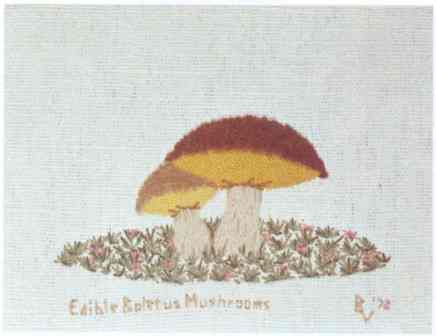 #355 Edible Boletus Mushrooms