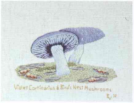 #357 Violet Cortinarious & Bird's Nest Mushrooms