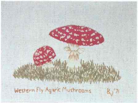 #358 Western Fly Agaric Mushrooms