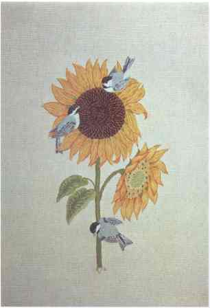 #377 Black-capped Chickadees & Sunflowers